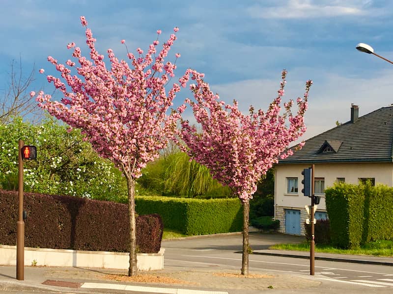 Floraison des cerisiers japonais en France